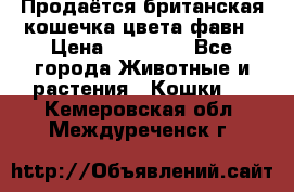 Продаётся британская кошечка цвета фавн › Цена ­ 10 000 - Все города Животные и растения » Кошки   . Кемеровская обл.,Междуреченск г.